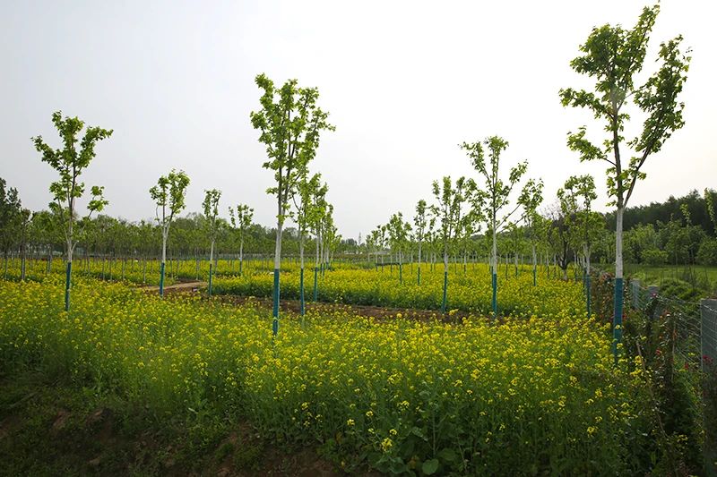 1622624070125867.jpg 4.jpg